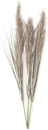 AmeliaHome suszone kwiaty trawy pampasowej, oliwkowa zieleń, 3