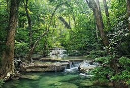 Fototapeta plakat panorama "LA FORET D''EMERAUDE" 4 x