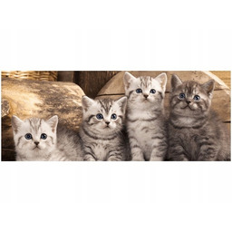 Obraz koty brytyjskie kocięta kotki