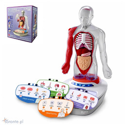 Science Can: Edukacyjny model anatomiczny 3D ciało człowieka