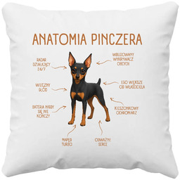 Anatomia Pinczera - poduszka na prezent dla miłośnika