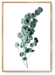 Plakat Eucalyptus Emerald Green, 30 x 40 cm,