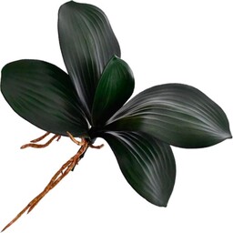 LIŚĆ ŁODYGA STORCZYKA CIEMNOZIELONA 27 CM