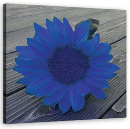 Obraz na płótnie, Niebieski słonecznik 50x50