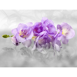 Fototapeta FTNxxl2400, orchidea 3D"
