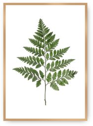 Plakat Fern Green, 30 x 40 cm, Ramka: