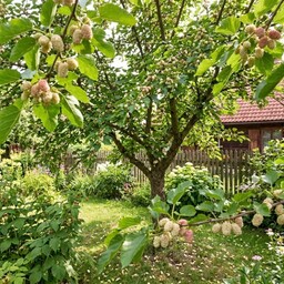 Morwa Biała (Morus Alba) sadzonka w doniczce C2