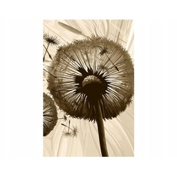 100 70cm Obraz płótno Dmuchawce beżu płótno rama