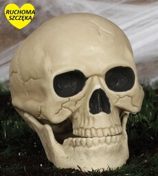 Czaszka z ruchomą szczęką