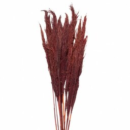 Suszone Trawy Pampasowe Bukiet 100 cm C Clayre