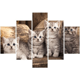 Obraz koty brytyjskie kocięta kotki