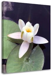 Obraz na płótnie, Lilia wodna kwiat roślina 40x60