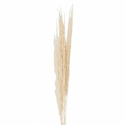 Suszone Trawy Pampasowe Bukiet 90 cm A Clayre