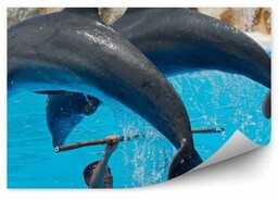 Tresowane delfiny Okleina ścienna Tresowane delfiny 250x250cm MagicStick