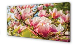 Obraz na płótnie Różowa magnolia