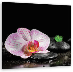 Obraz na płótnie, Kwitnąca orchidea zen 60x60