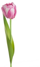 TULIPAN Sztuczny kwiat do salonu 37 cm różowy