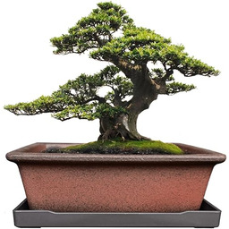 MUZHI Dekoracyjna ceramiczna doniczka bonsai 21 cm