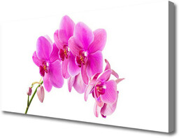 Obraz Canvas Storczyk Kwiat Orchidea
