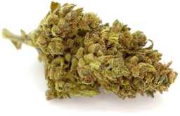 Susz konopny z CBD 12% Mango Haze 2g