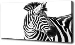 Foto obraz na płótnie Zebra w śniegu