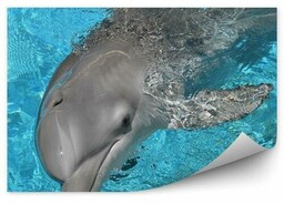 Delfin i błękitna woda Okleina ścienna Delfin