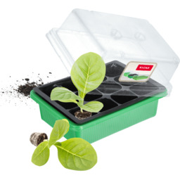 Miniszklarnia 11 x 19 cm, zielona