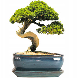 Donica Do Bonsai Z Podstawką Ceramiczna Szkliwiona Turkusowa