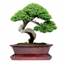 Donica Do Bonsai Z Podstawką Ceramiczna Szkliwiona Czerwona