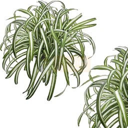 ZIELISTKA W DONICZCE CIENIOWANA (mała)