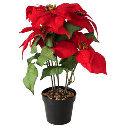 Boltze Home Sztuczna gwiazda betlejemska w doniczce, wys.