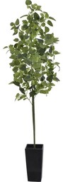 DRZEWKO FITONIA 5 PĘDÓW 135CM