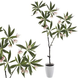 KOMPOZYCJA ELAEOCARPUS JAPOŃSKI W DONICY 95CM