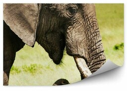 Słoń afrykański na tle sawanny zbliżenie Okleina ścienna