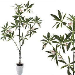 KOMPOZYCJA ELAEOCARPUS JAPOŃSKI W DONICY 110CM