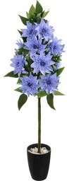 KLEMATIS W DONICY KOMPOZYCJA KWIATOWA 90 CM