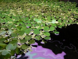 Salvinia Natans Salwinia Pływająca Kubek 10cm In Vitro