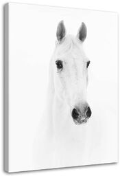 Obraz na płótnie, Siwy koń 40x60