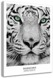 Obraz na płótnie, Biały tygrys 40x60