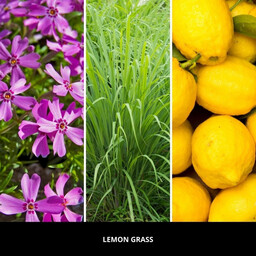 Millefiori Milano Uzupełniacz do lampy katalitycznej Lemon Grass