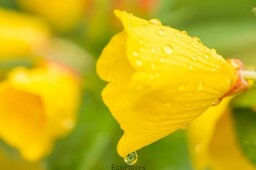 Olej z Wiesiołka nierafinowany Opatrunek na suchą skórę