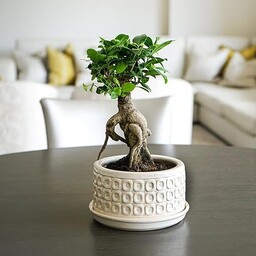 Ivyline Okrągła donica bonsai w kolorze kremowym -