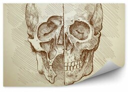 Rysunkowa czaszka Fototapeta Rysunkowa czaszka 250x250cm MagicStick