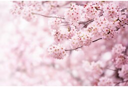 Fototapeta XXL Sakura 360 x 254 cm, 4