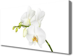 Obraz Canvas Orchidea Kwiaty Natura