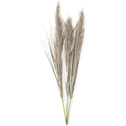 AmeliaHome suszone kwiaty trawy pampasowej, oliwkowa zieleń, 3