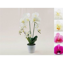 Storczyk w doniczce gumowany