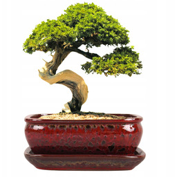 Donica Do Bonsai Z Podstawką Ceramiczna Szkliwiona Czerwona