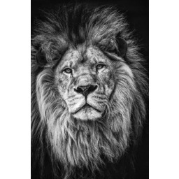 PUZZLE Lew Lwica Tygrys Zwierzęta A3 252 el