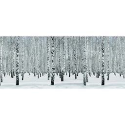 Obraz na płótnie 120 x 50 cm Las